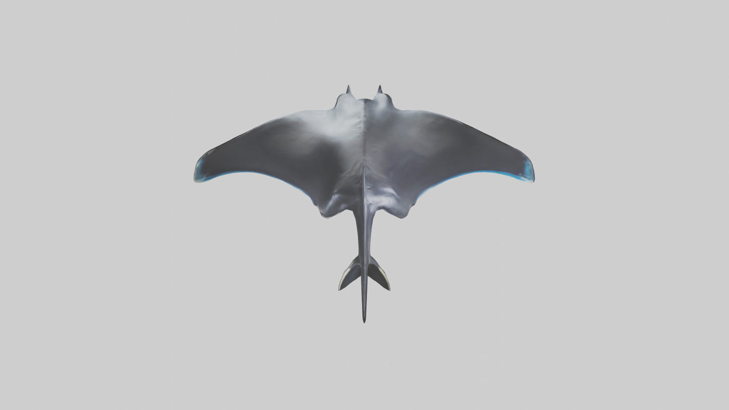 3D model Giant Manta Ray gliding model VR / AR / low-poly