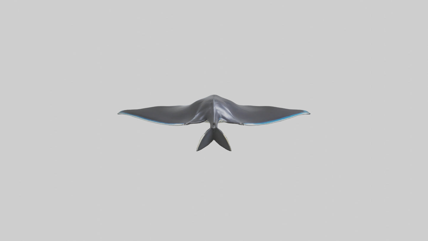 3D model Giant Manta Ray gliding model VR / AR / low-poly