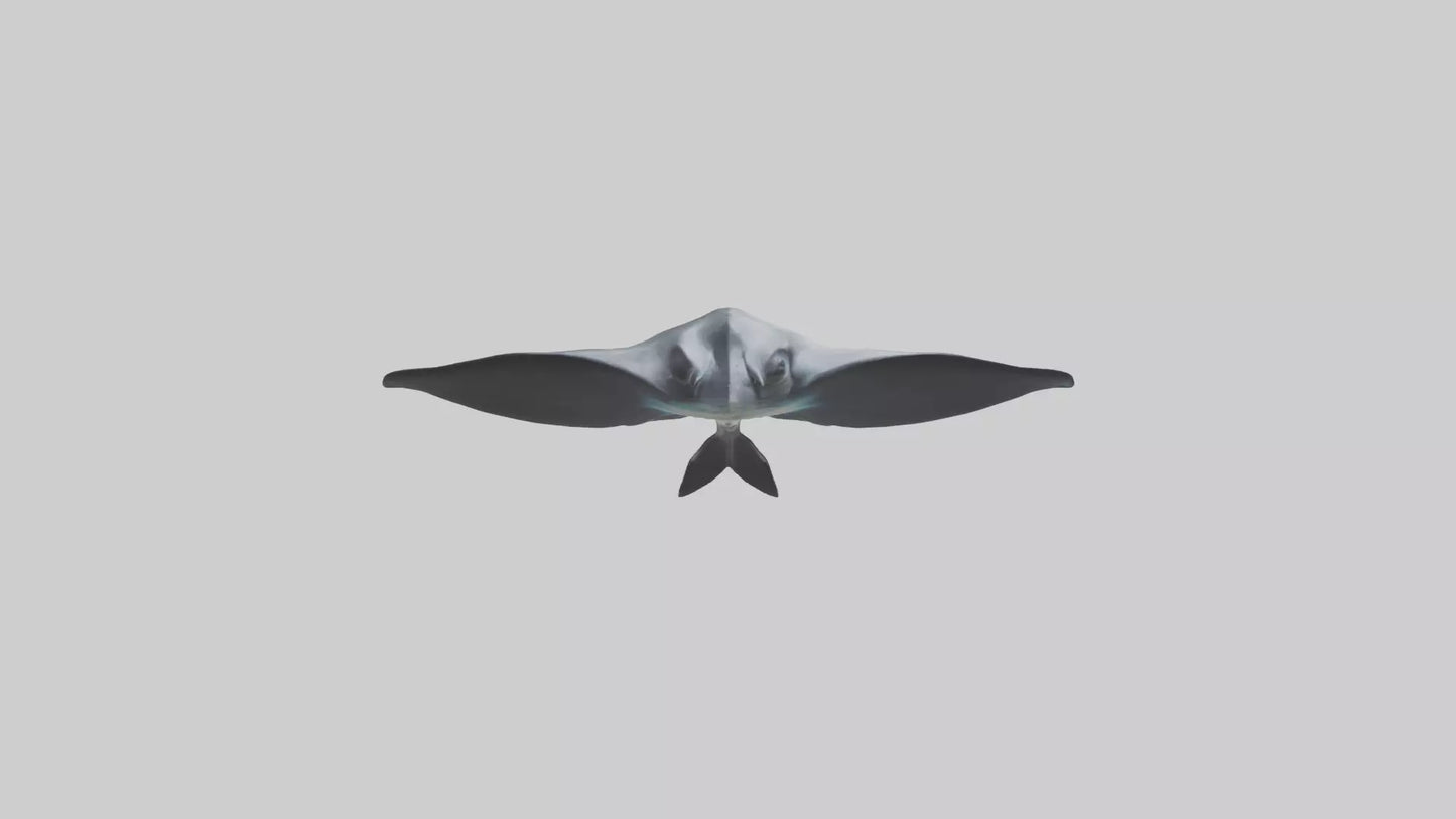 3D model Giant Manta Ray gliding model VR / AR / low-poly