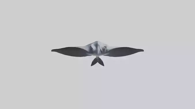 3D model Giant Manta Ray gliding model VR / AR / low-poly