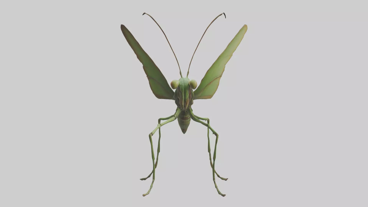 3D model Giant Mantis model VR / AR / low-poly