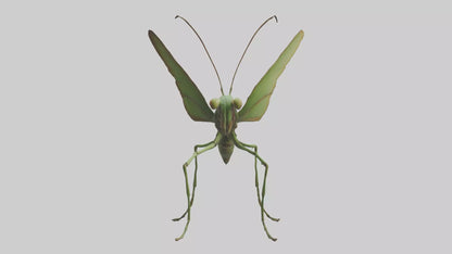 3D model Giant Mantis model VR / AR / low-poly