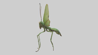 3D model Giant Mantis model VR / AR / low-poly