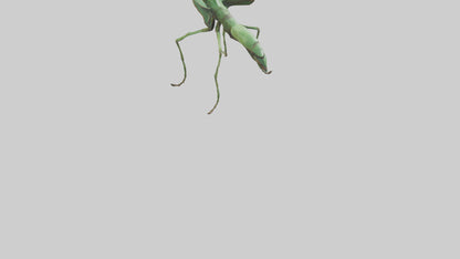 3D model Giant Mantis model VR / AR / low-poly
