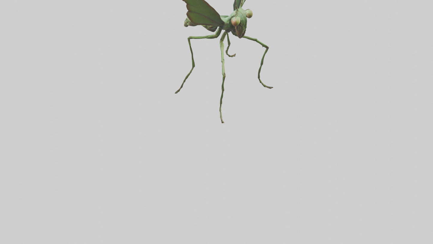 3D model Giant Mantis model VR / AR / low-poly