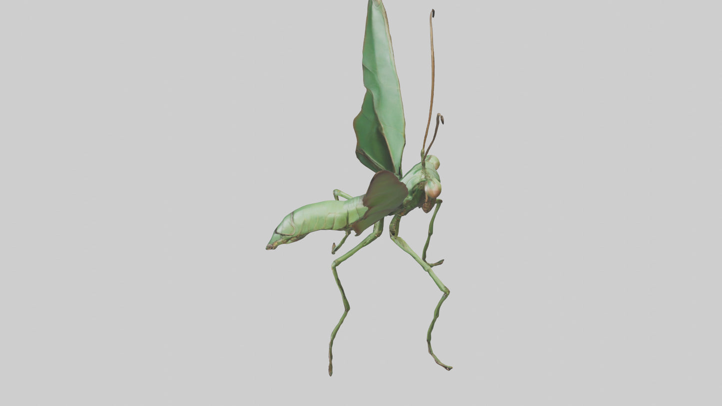 3D model Giant Mantis model VR / AR / low-poly