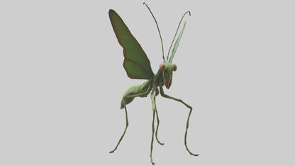 3D model Giant Mantis model VR / AR / low-poly