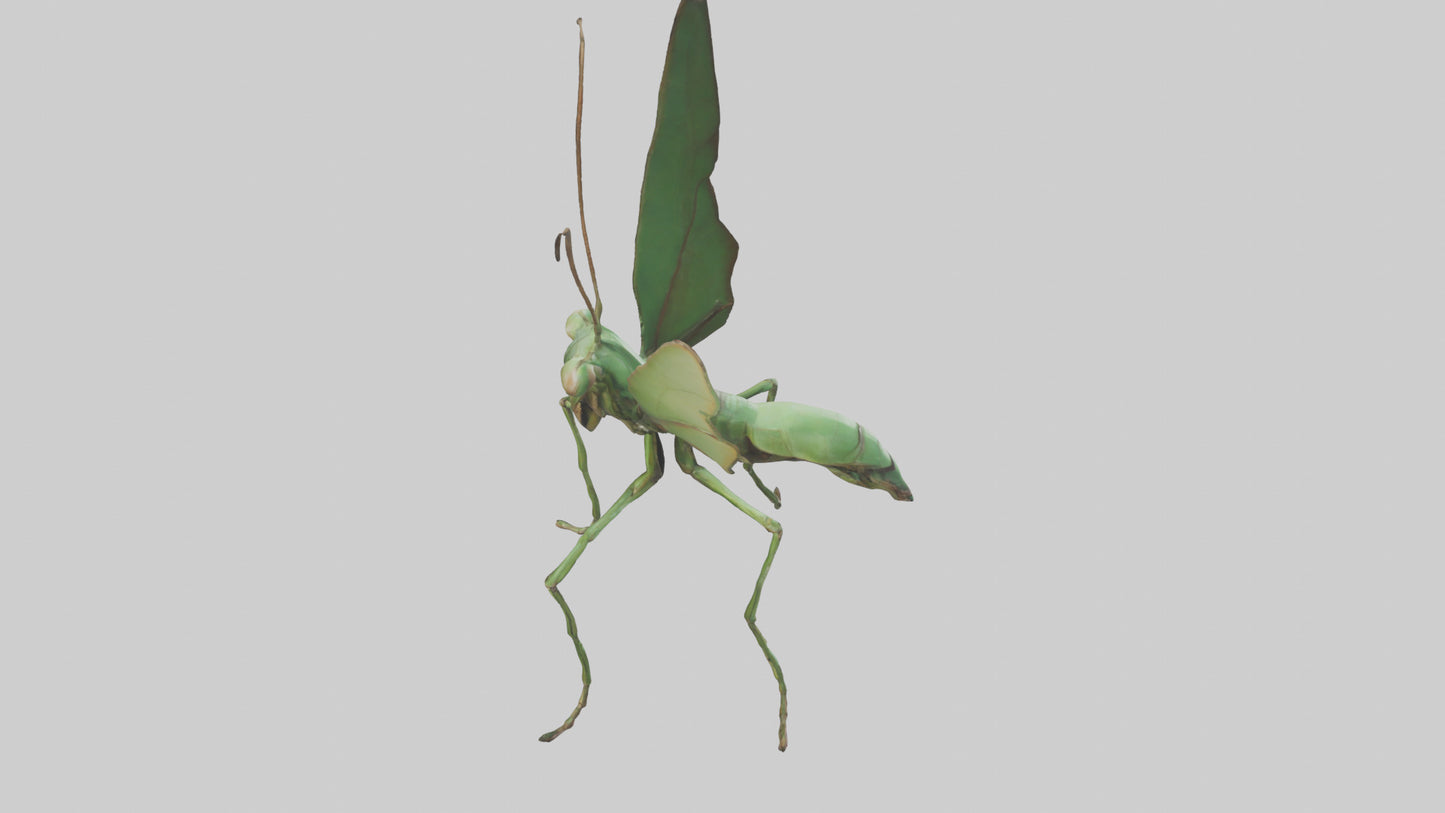 3D model Giant Mantis model VR / AR / low-poly