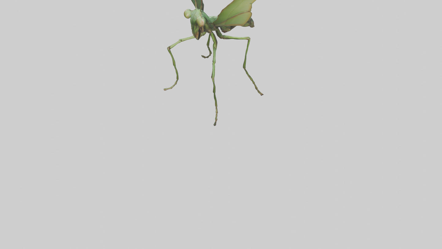 3D model Giant Mantis model VR / AR / low-poly