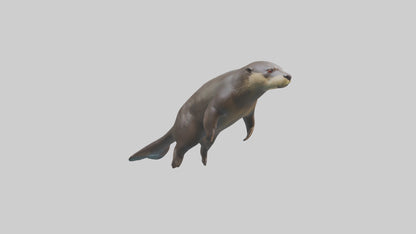 Giant Otter swimming model VR / AR / low-poly