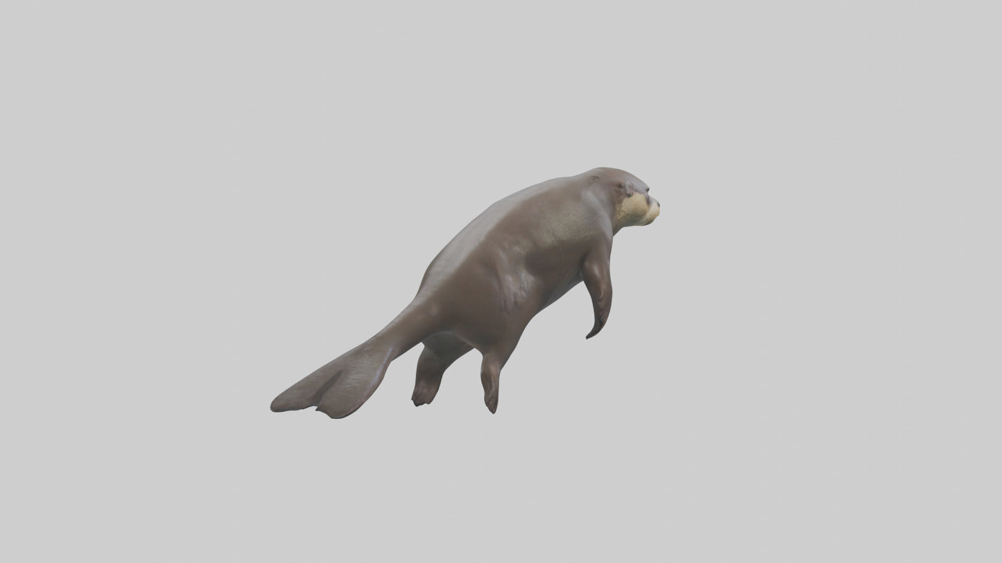 Giant Otter swimming model VR / AR / low-poly
