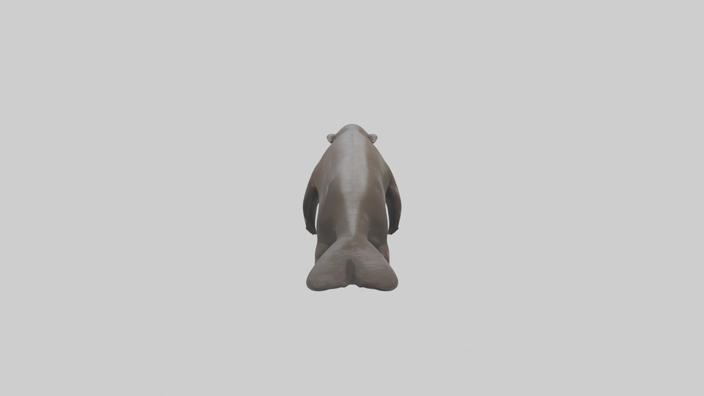Giant Otter swimming model VR / AR / low-poly