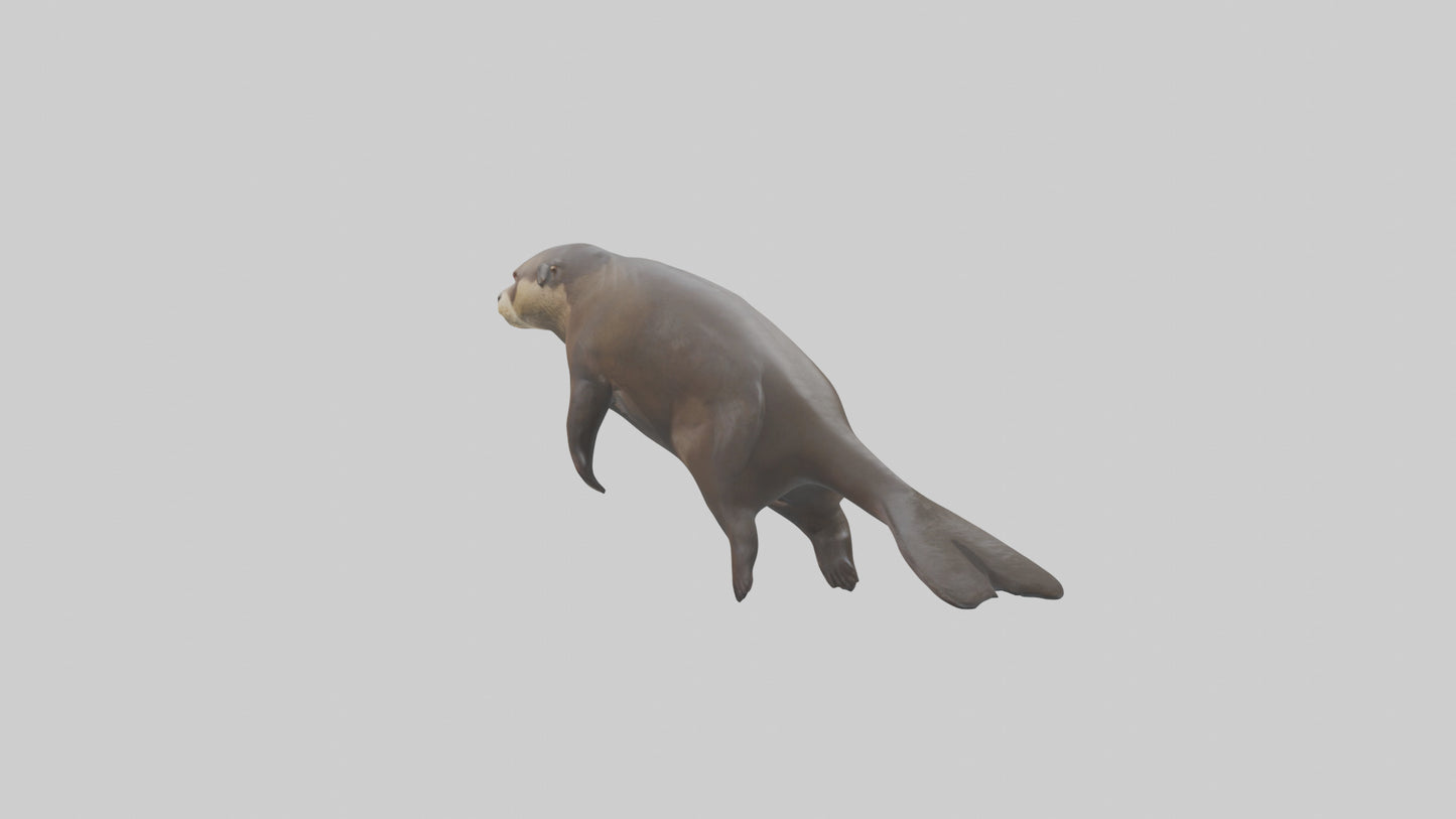 Giant Otter swimming model VR / AR / low-poly