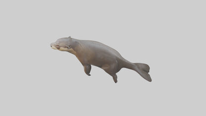 Giant Otter swimming model VR / AR / low-poly