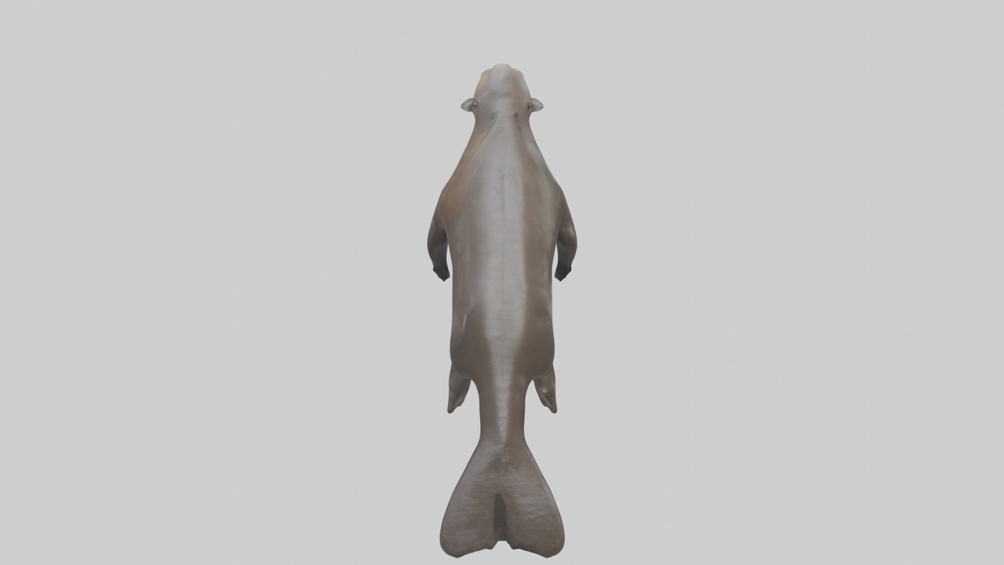 Giant Otter swimming model VR / AR / low-poly