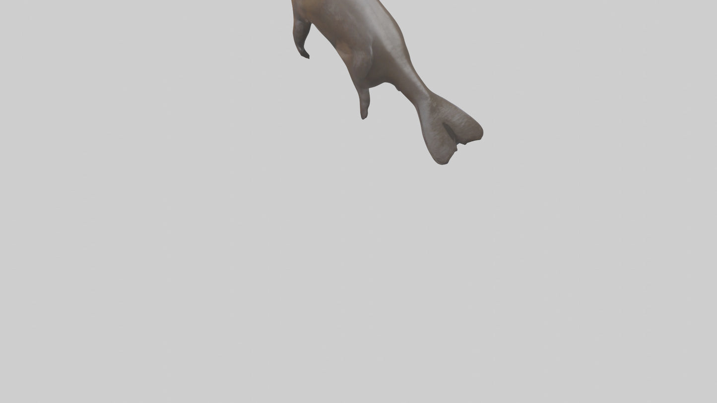 Giant Otter swimming model VR / AR / low-poly