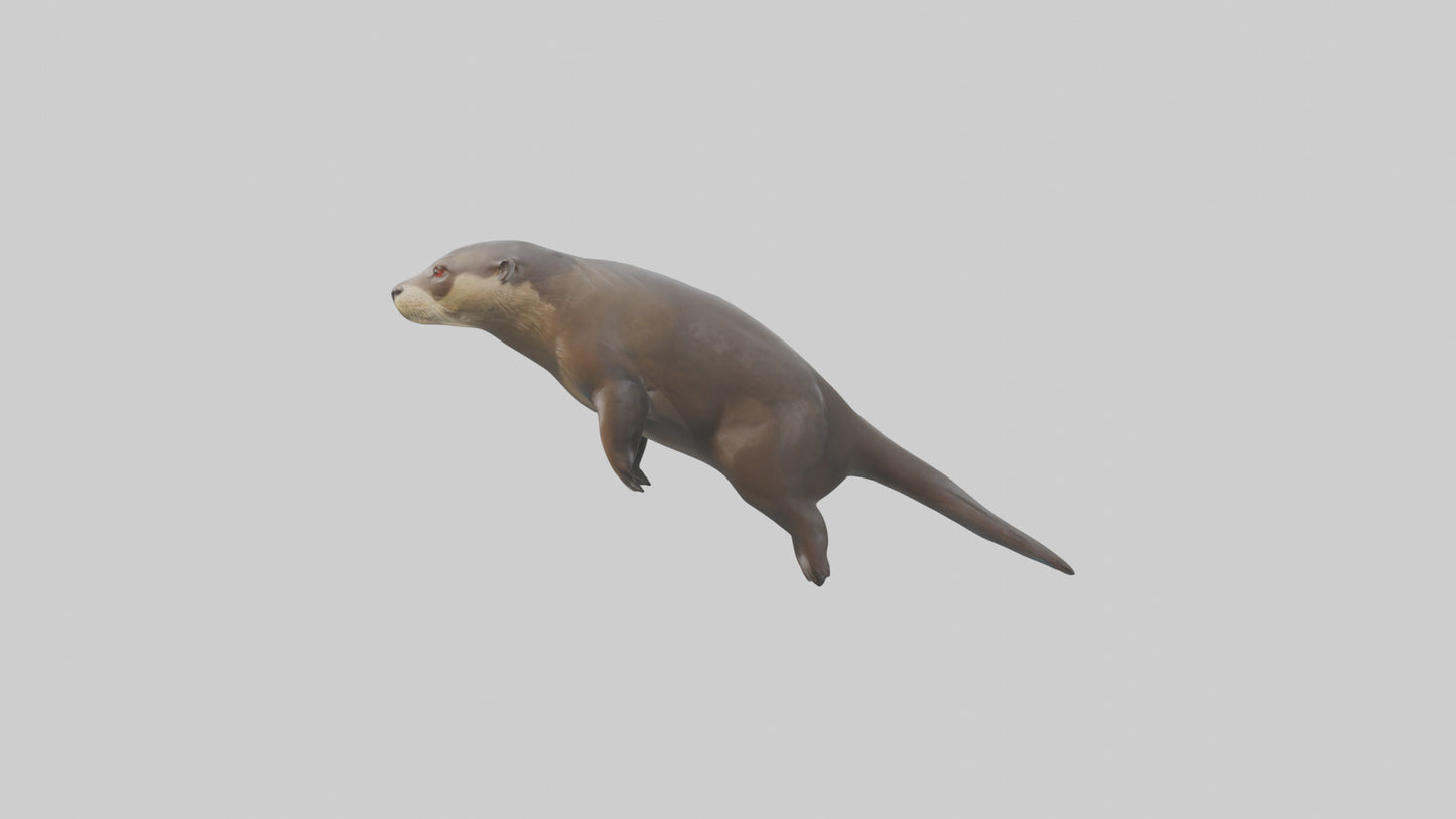 Giant Otter swimming model VR / AR / low-poly
