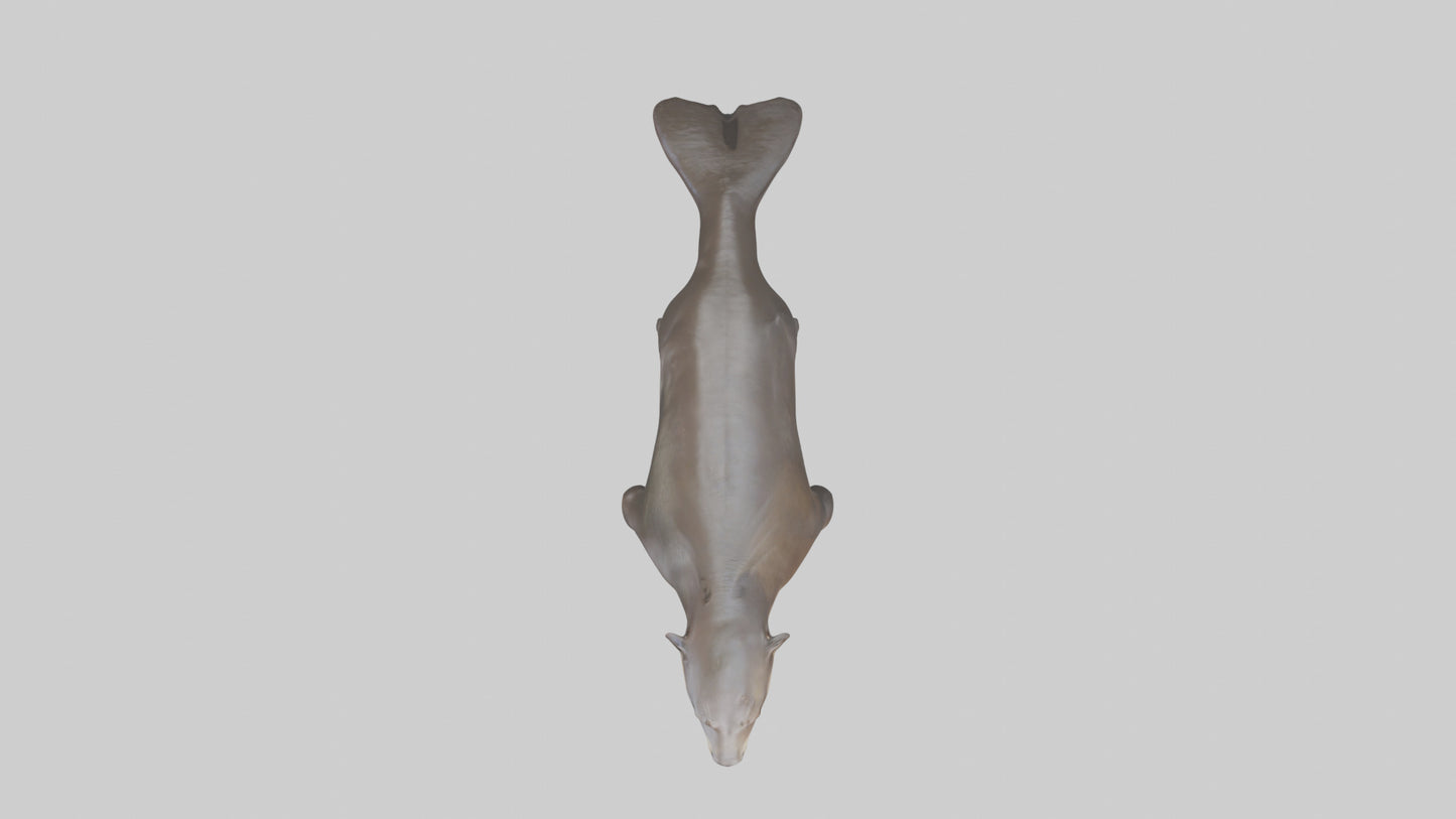 Giant Otter swimming model VR / AR / low-poly