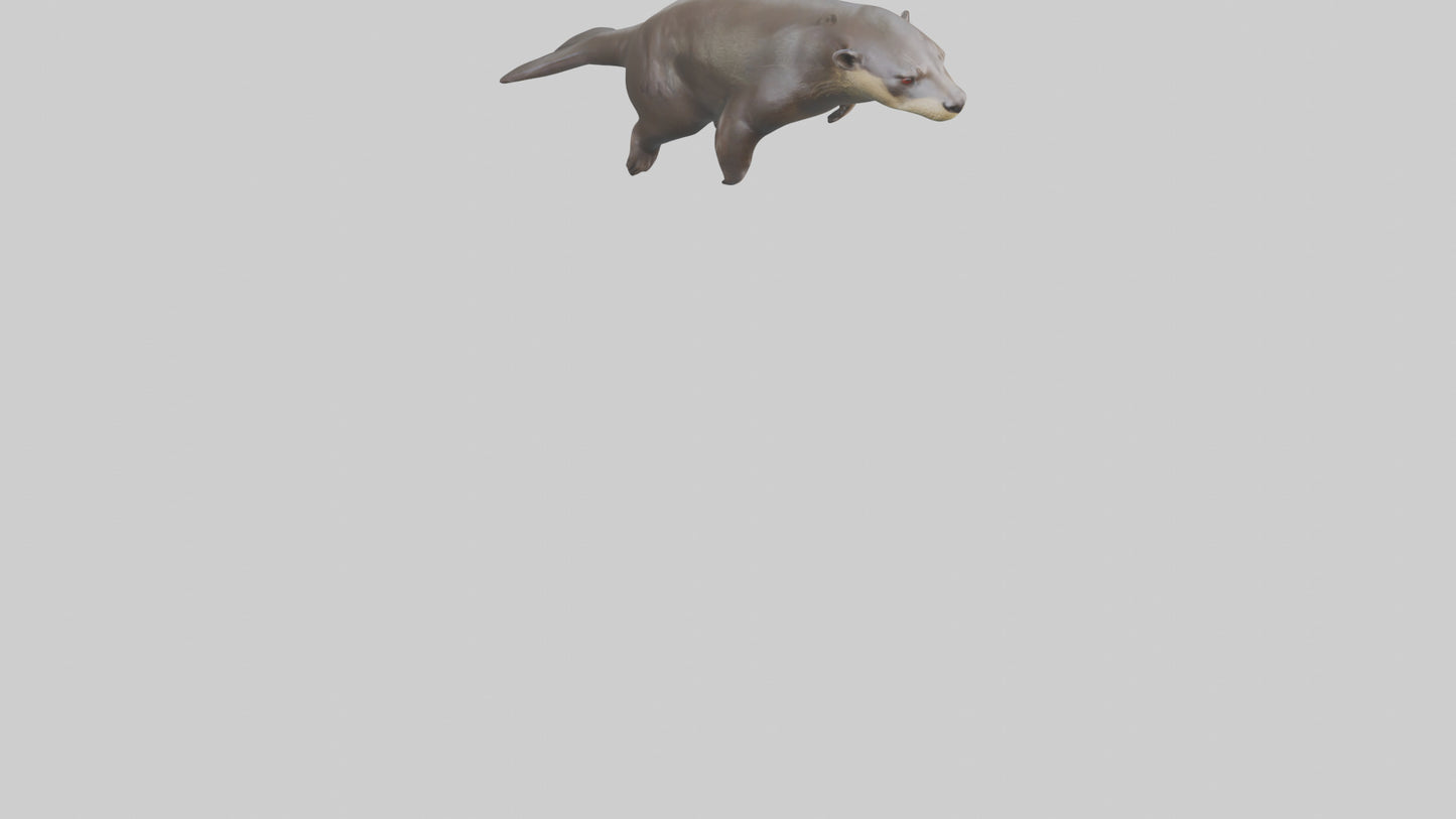 Giant Otter swimming model VR / AR / low-poly