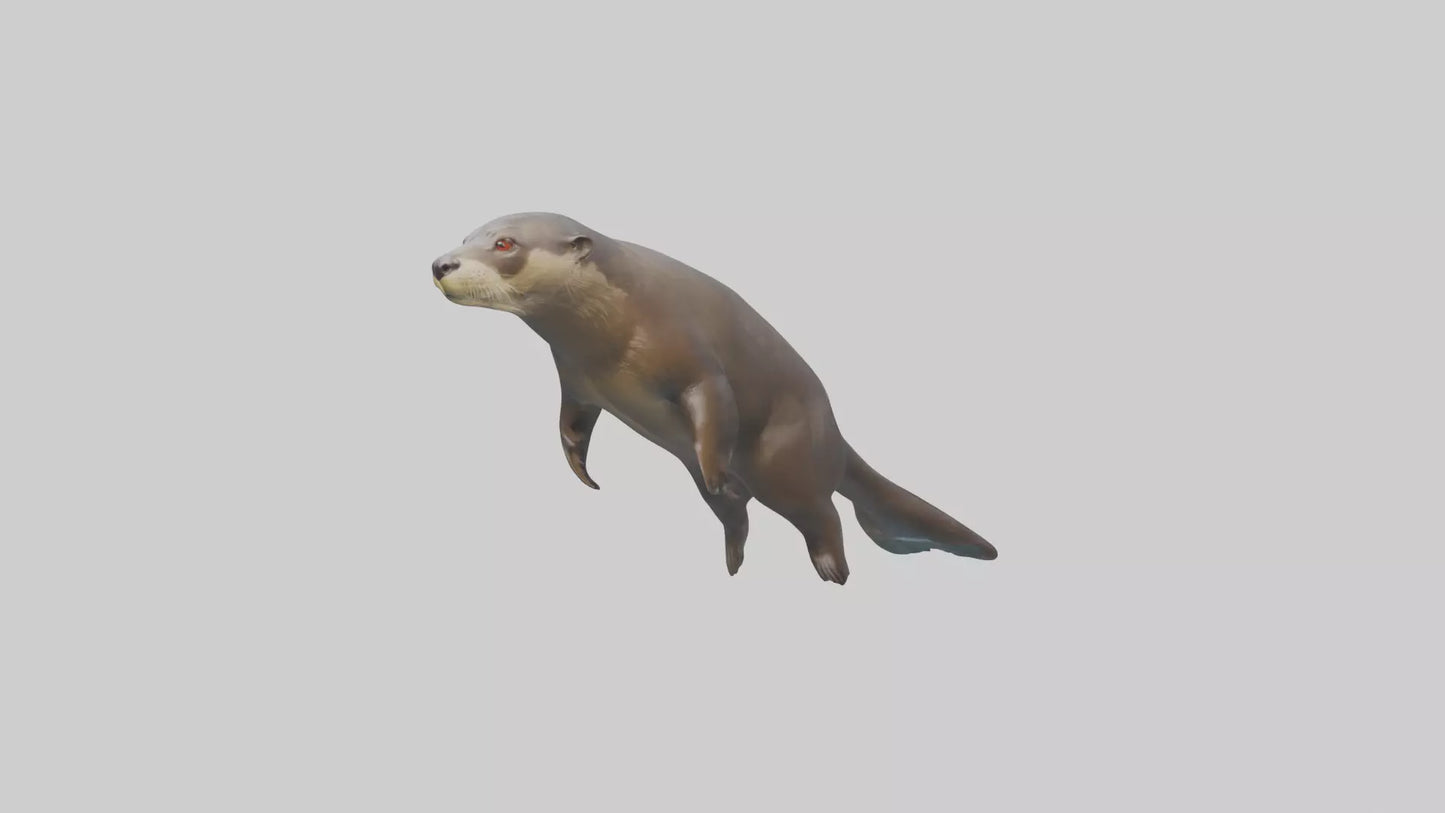 Giant Otter swimming model VR / AR / low-poly