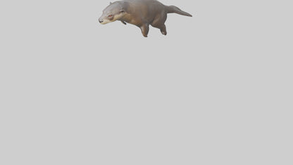 Giant Otter swimming model VR / AR / low-poly