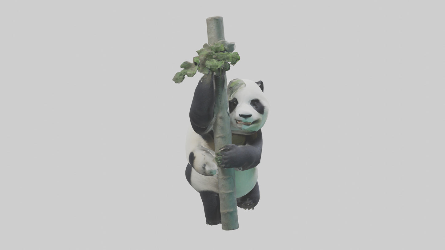 3D model Giant Panda climbing model VR / AR / low-poly