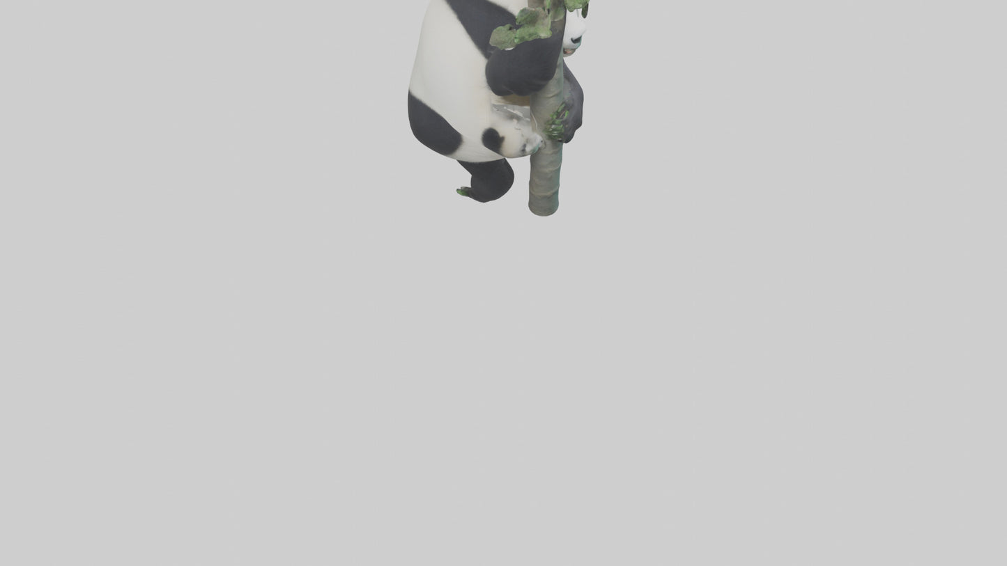 3D model Giant Panda climbing model VR / AR / low-poly