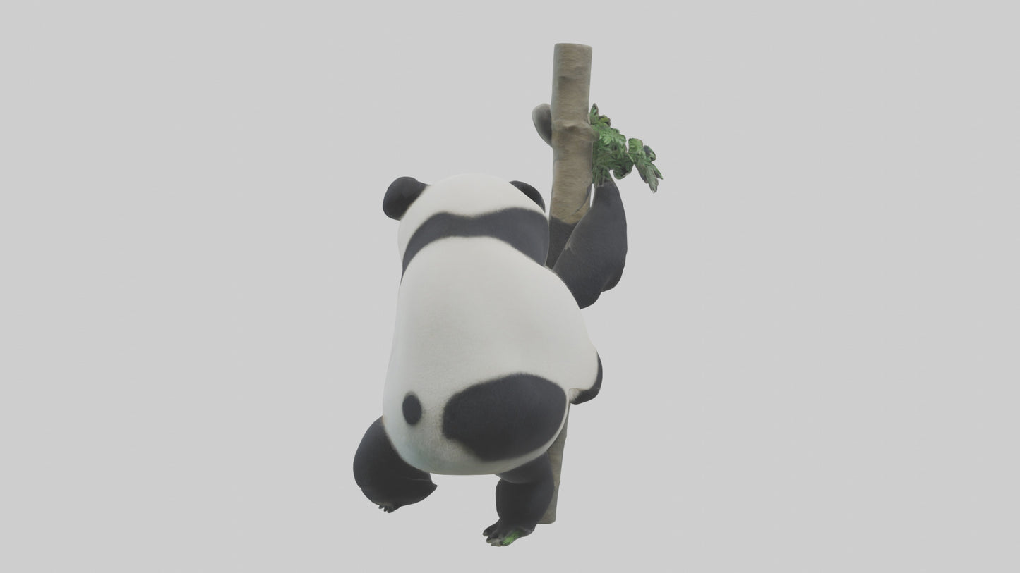 3D model Giant Panda climbing model VR / AR / low-poly