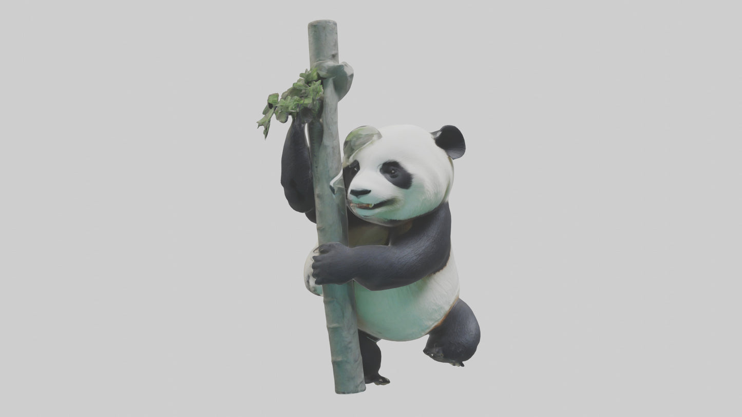 3D model Giant Panda climbing model VR / AR / low-poly