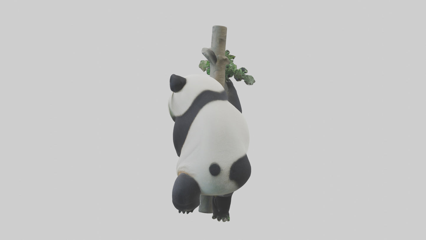 3D model Giant Panda climbing model VR / AR / low-poly