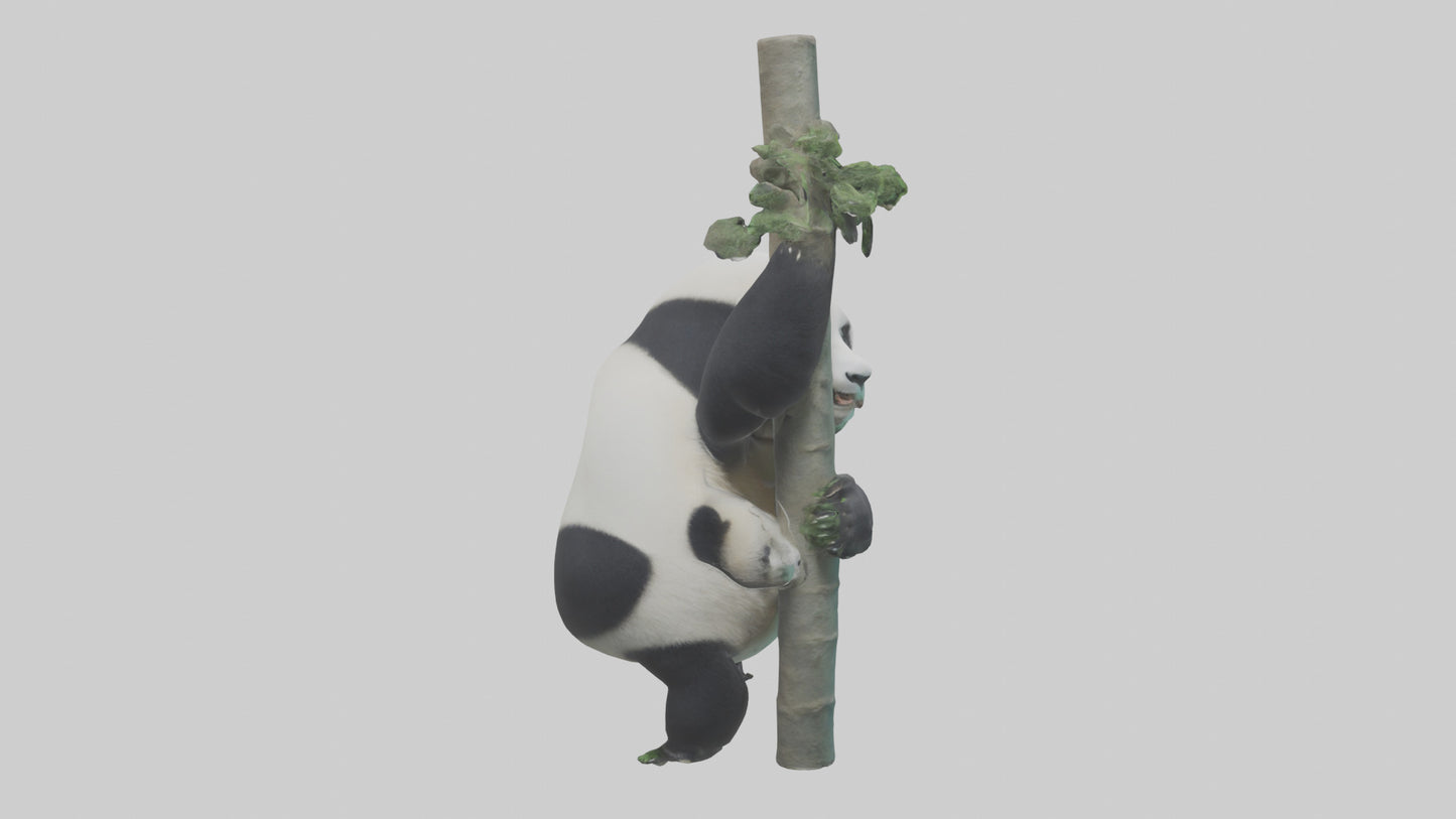 3D model Giant Panda climbing model VR / AR / low-poly