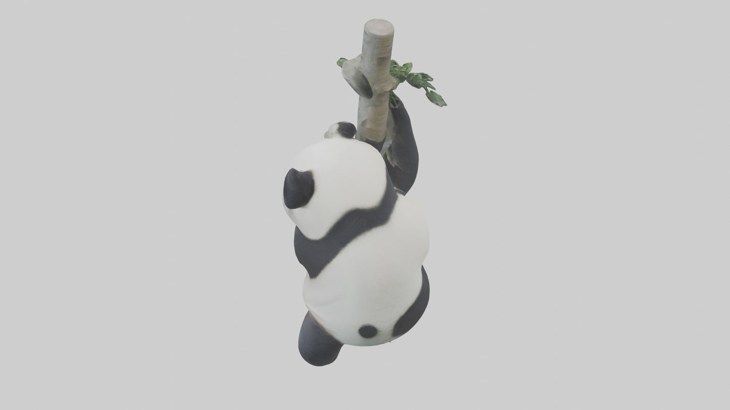 3D model Giant Panda climbing model VR / AR / low-poly