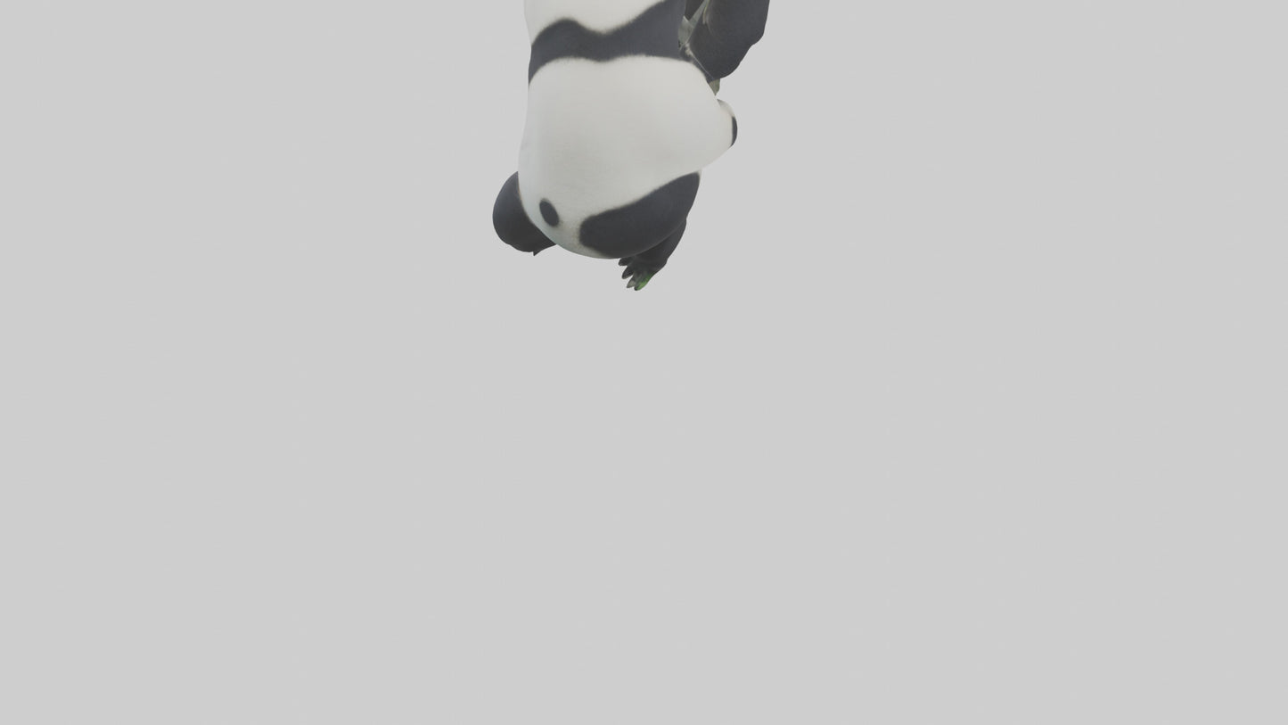 3D model Giant Panda climbing model VR / AR / low-poly