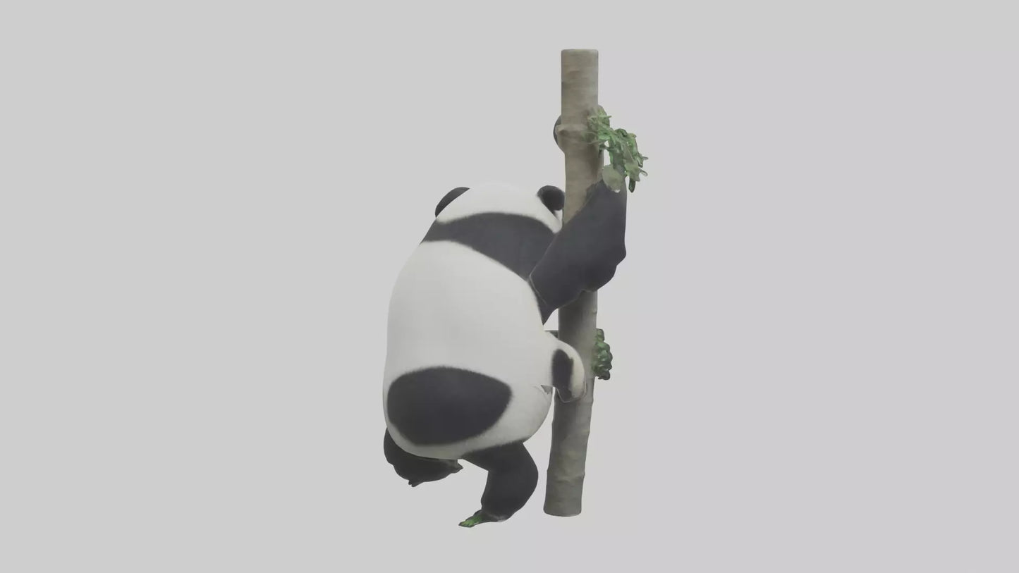 3D model Giant Panda climbing model VR / AR / low-poly