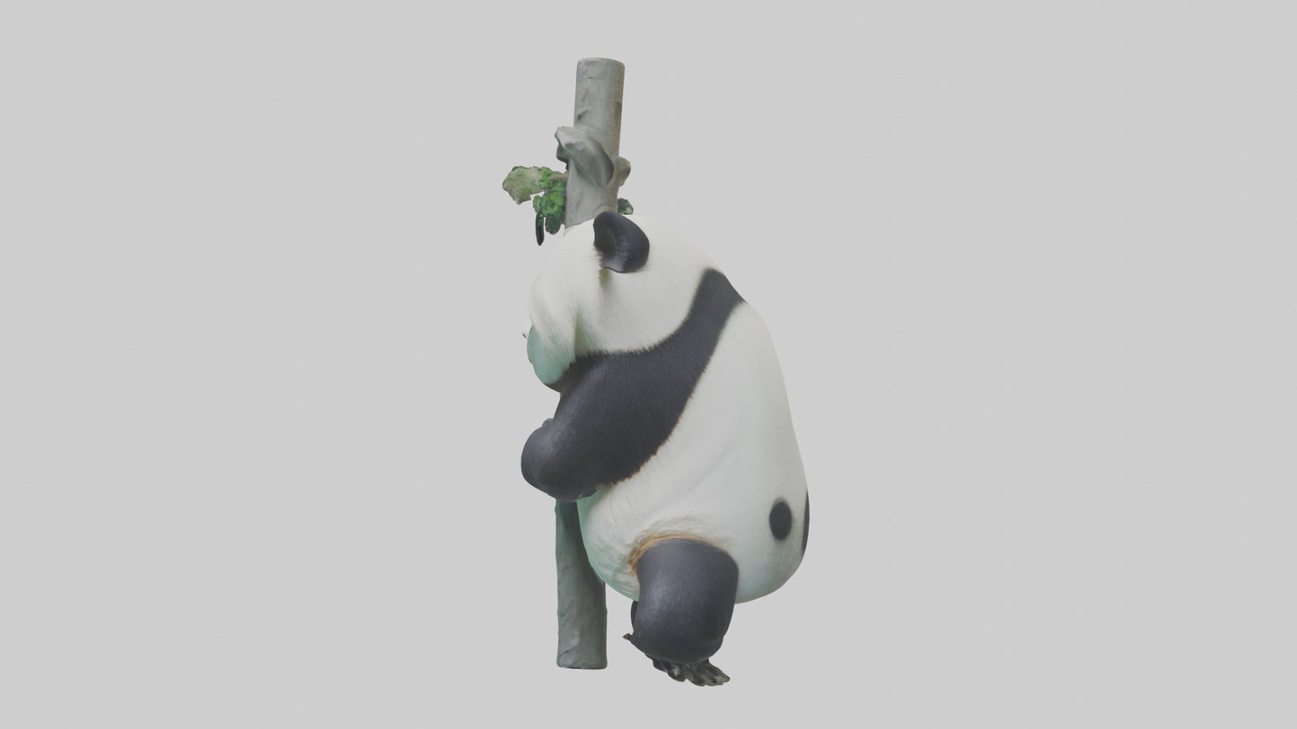 3D model Giant Panda climbing model VR / AR / low-poly