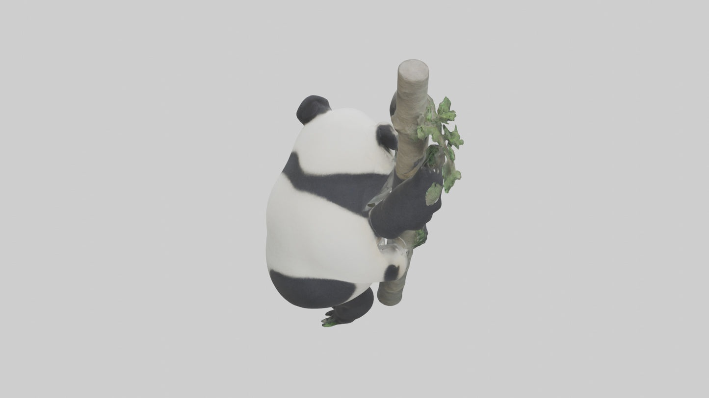 3D model Giant Panda climbing model VR / AR / low-poly