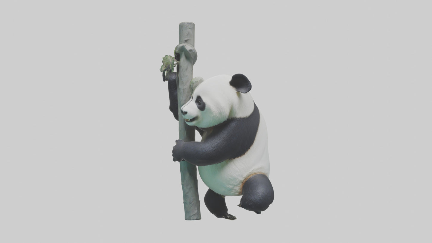 3D model Giant Panda climbing model VR / AR / low-poly