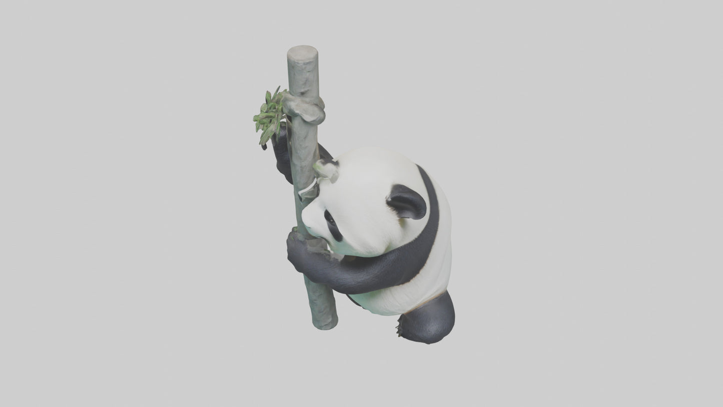 3D model Giant Panda climbing model VR / AR / low-poly