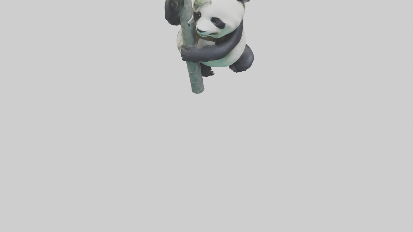 3D model Giant Panda climbing model VR / AR / low-poly