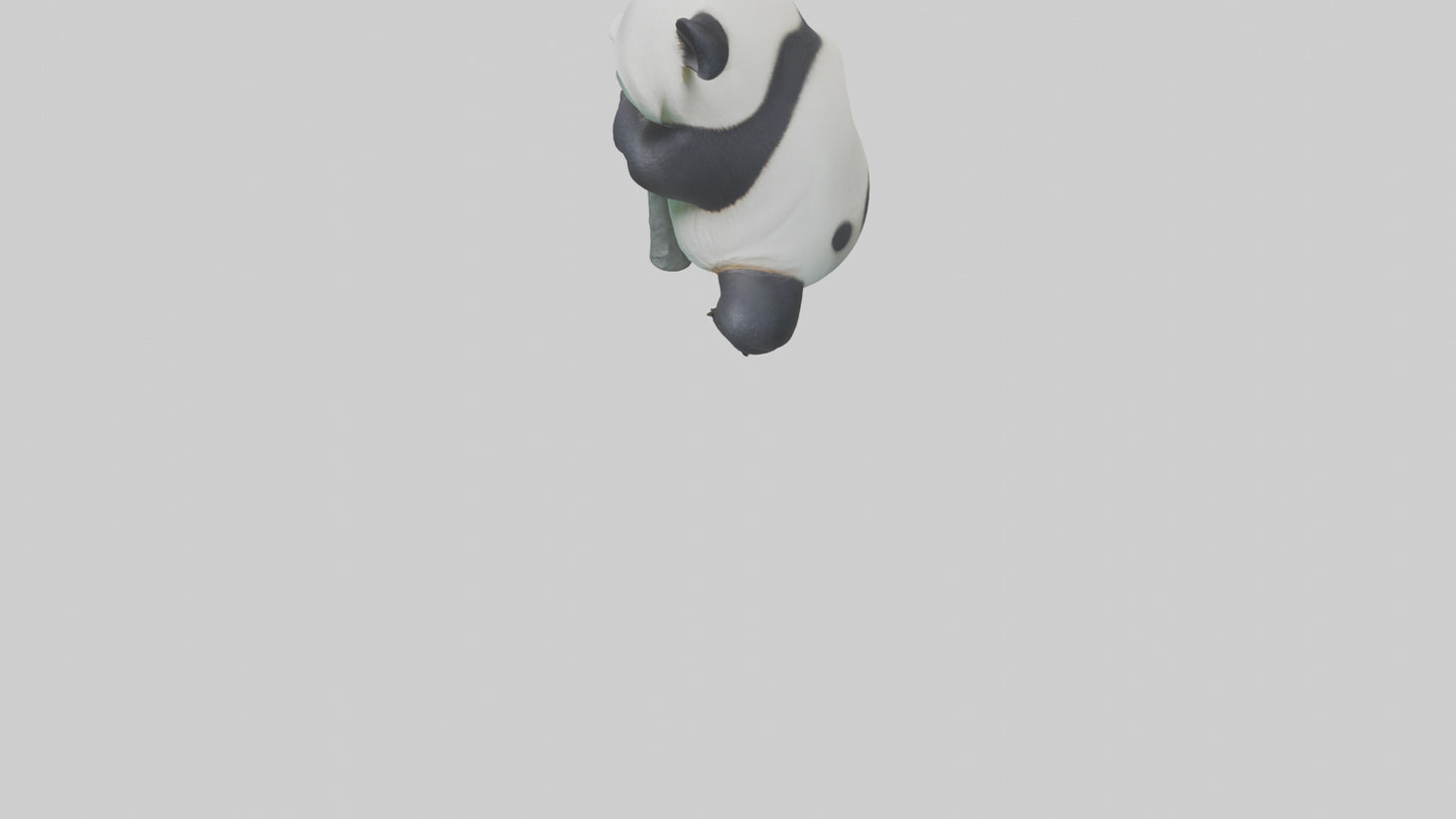 3D model Giant Panda climbing model VR / AR / low-poly