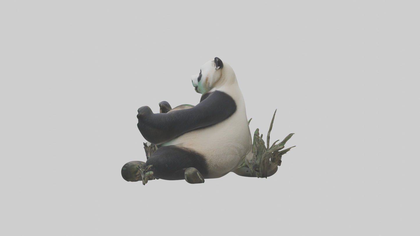 Giant Panda playing model VR / AR / low-poly