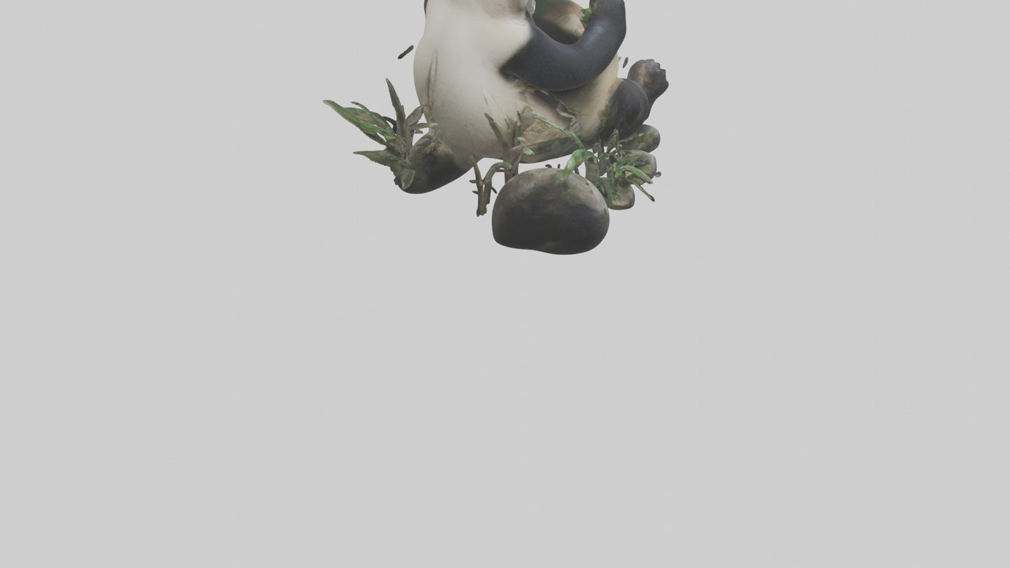 Giant Panda playing model VR / AR / low-poly