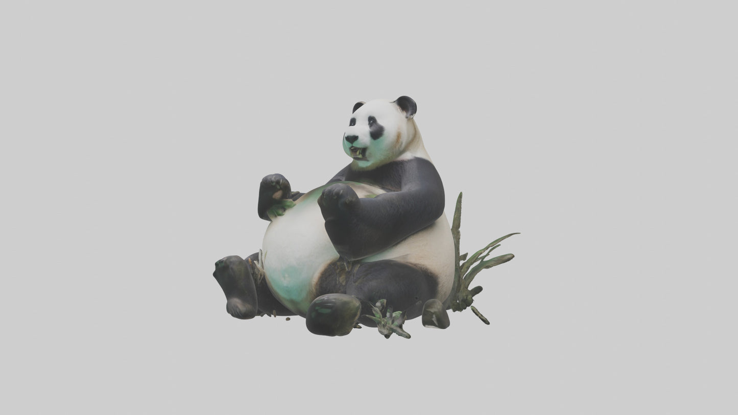 Giant Panda playing model VR / AR / low-poly