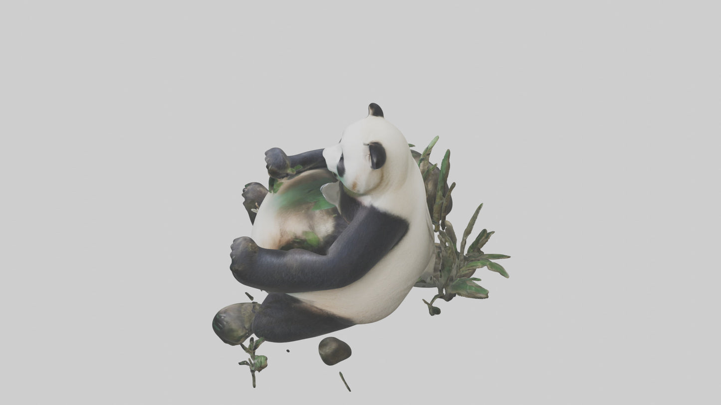 Giant Panda playing model VR / AR / low-poly