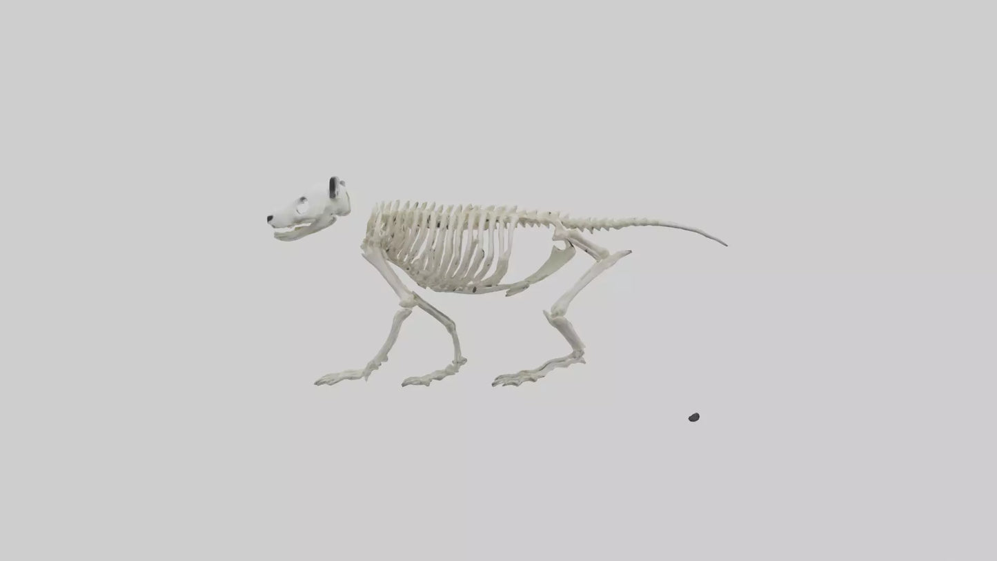 3D model Giant Panda Skeleton model VR / AR / low-poly