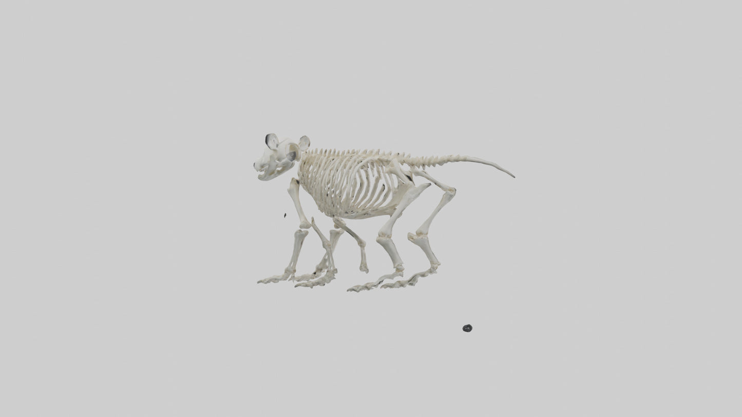 3D model Giant Panda Skeleton model VR / AR / low-poly