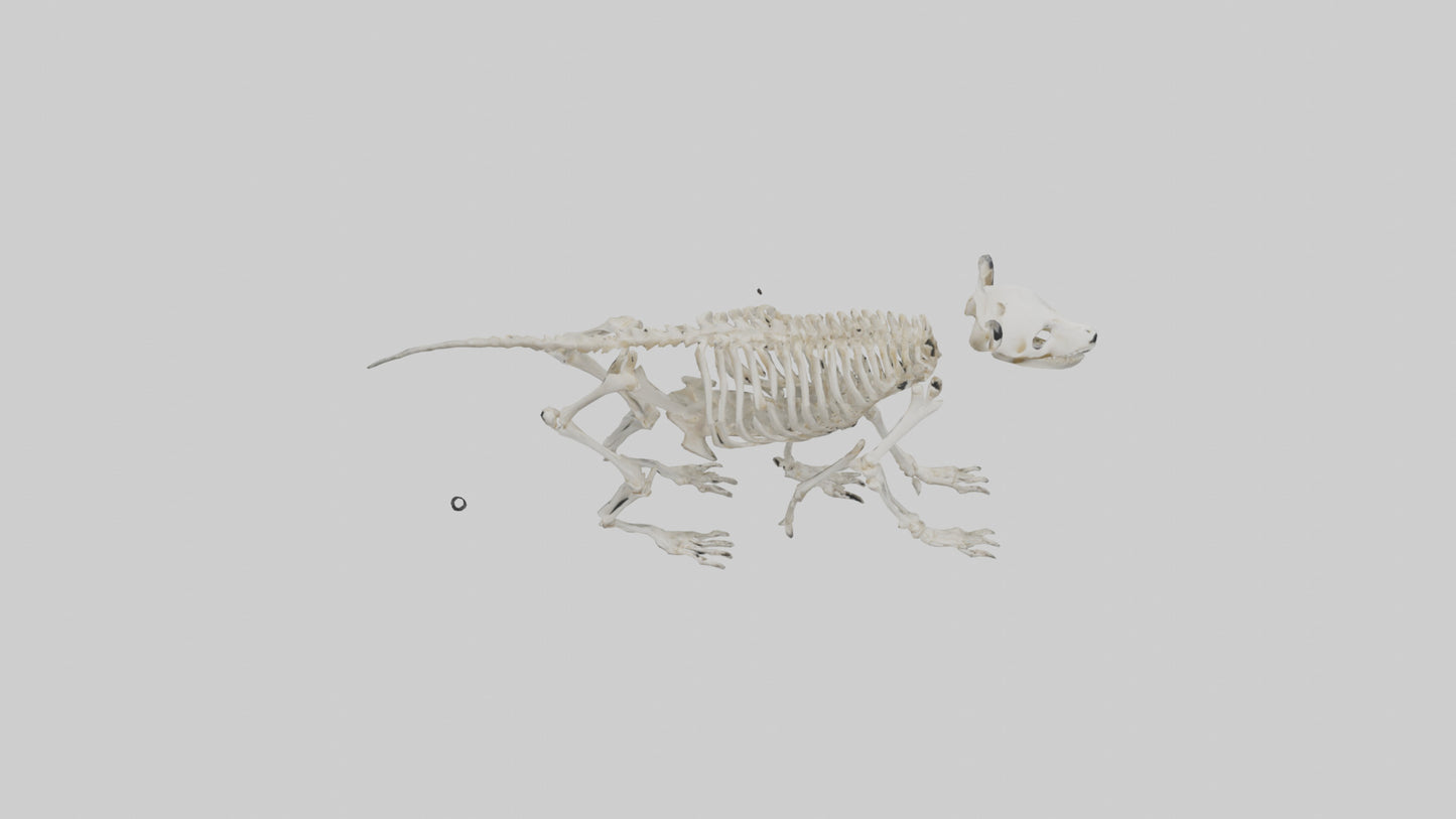 3D model Giant Panda Skeleton model VR / AR / low-poly
