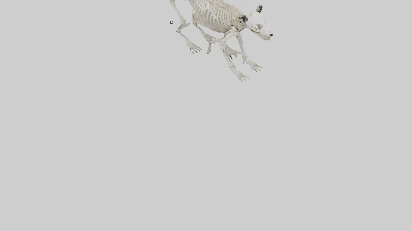 3D model Giant Panda Skeleton model VR / AR / low-poly