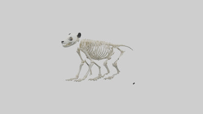 3D model Giant Panda Skeleton model VR / AR / low-poly