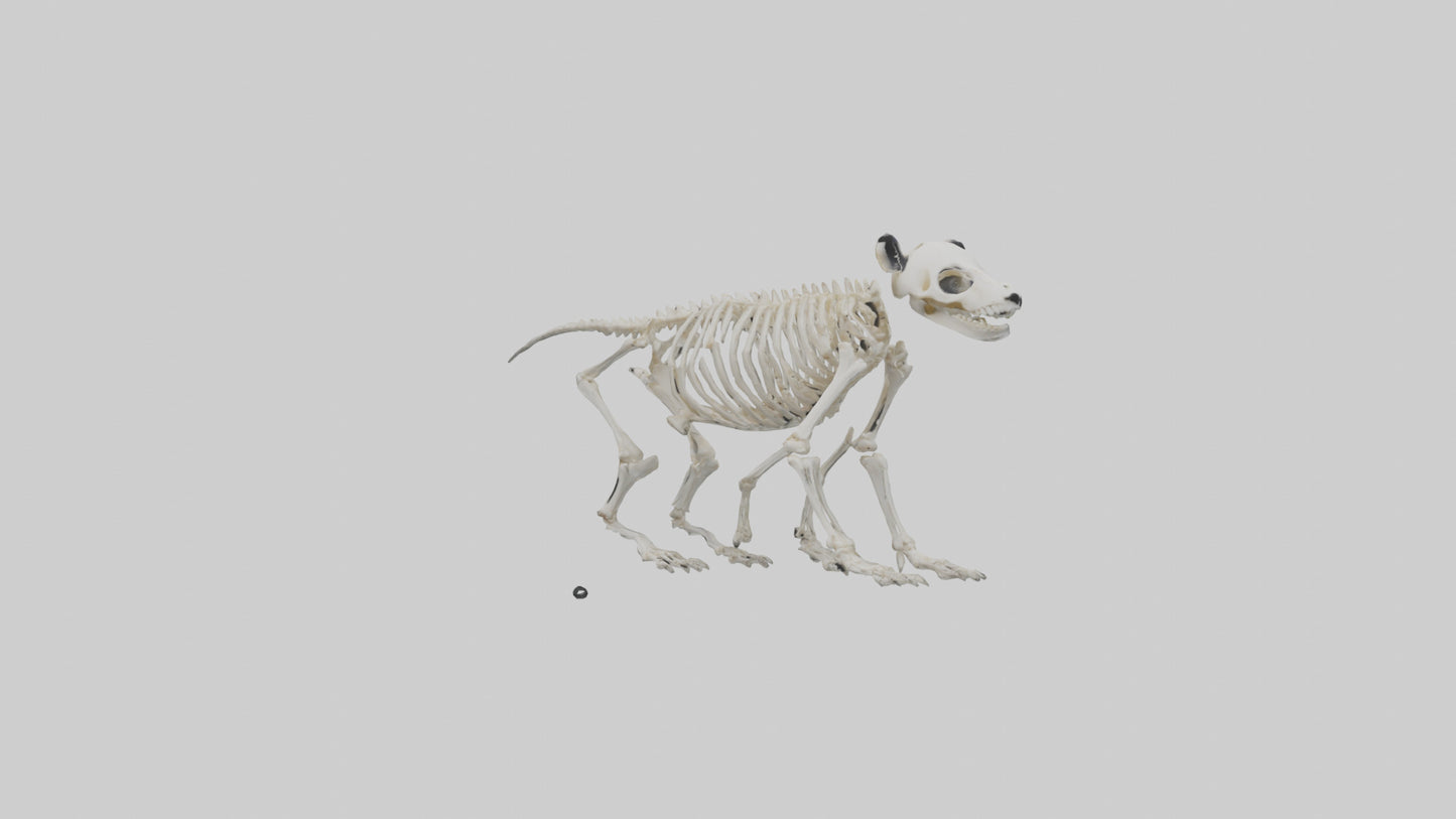 3D model Giant Panda Skeleton model VR / AR / low-poly
